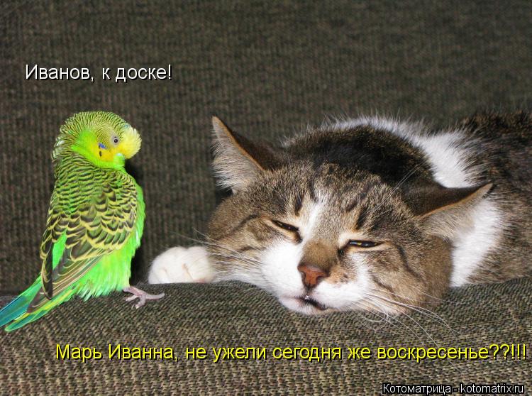 Иванов, к доске! Марь Иванна, не ужели сегодня же воскресенье??!!!... Котоматрица: Иванов, к доске! Марь Иванна, не ужели сегодня же воскресенье??!!!