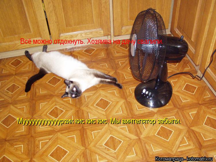 Всё можно отдохнуть. Хозяива на дачу свалили. Муууууууууууурзик кис кис кис. Мы винтелятор забыли.... Котоматрица: Всё можно отдохнуть. Хозяива на дачу свалили. Муууууууууууурзик кис кис кис. Мы винтелятор забыли.