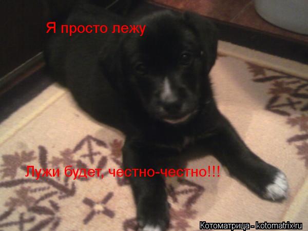 Я просто лежу Лужи будет, честно-честно!!!... Котоматрица: Я просто лежу Лужи будет, честно-честно!!!
