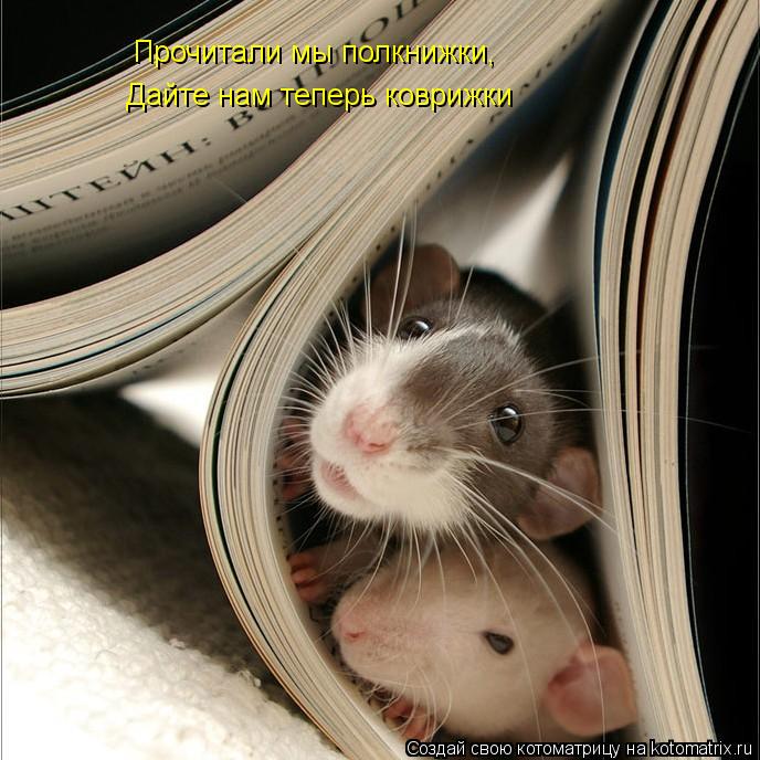 Прочитали мы полкнижки, Дайте нам теперь коврижки... Котоматрица: Прочитали мы полкнижки, Дайте нам теперь коврижки
