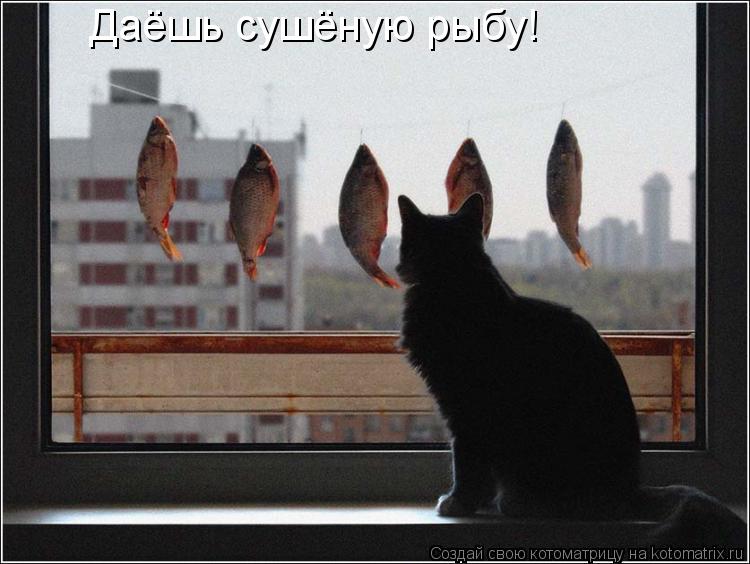 Даёшь сушёную рыбу!... Котоматрица: Даёшь сушёную рыбу!