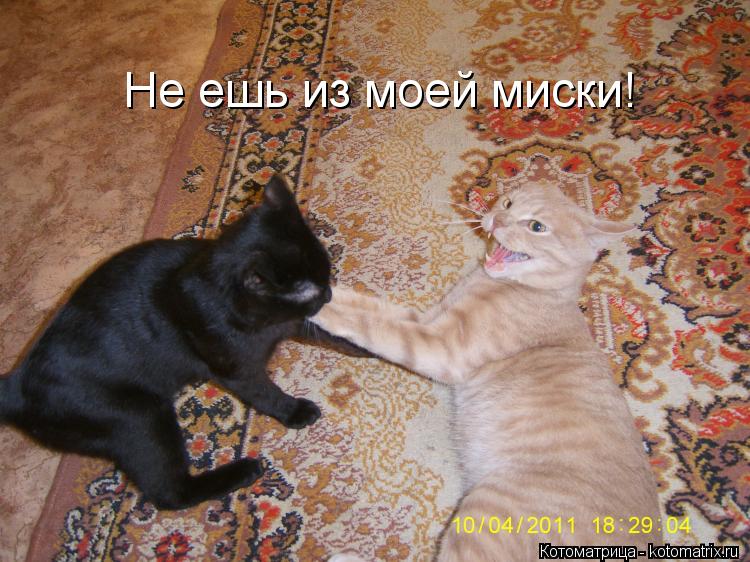 Не ешь из моей миски!... Котоматрица: Не ешь из моей миски!