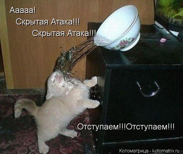 Котоматрица: Ааааа! Скрытая Атака!!! Скрытая Атака!!! Отступаем!!!Отступаем!!!