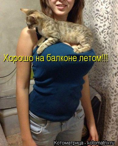 Хорошо на балконе летом!!!... Котоматрица: Хорошо на балконе летом!!!
