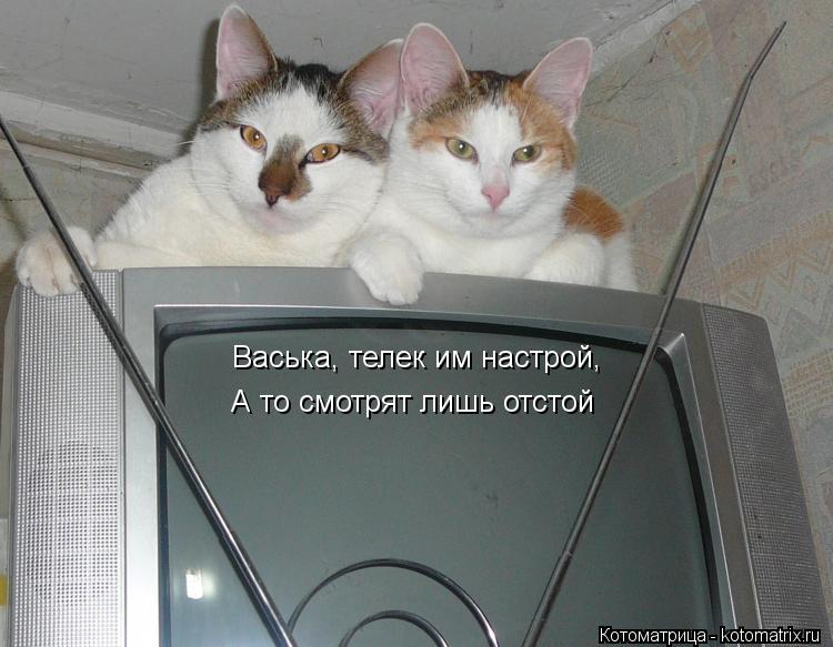 Васька, телек им настрой, А то смотрят лишь отстой... Котоматрица: Васька, телек им настрой, А то смотрят лишь отстой