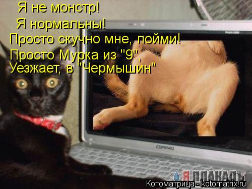 Я не монстр! Я нормальны! Просто скучно мне, пойми! Просто Мурка из "9", Уезжает, в "Чермышин"... Котоматрица: Я не монстр! Я нормальны! Просто скучно мне, пойми! Просто Мурка из "9", Уезжает, в "Чермышин"