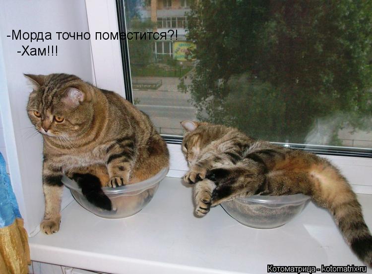 -Морда точно поместится?! -Хам!!!... Котоматрица: -Морда точно поместится?! -Хам!!!