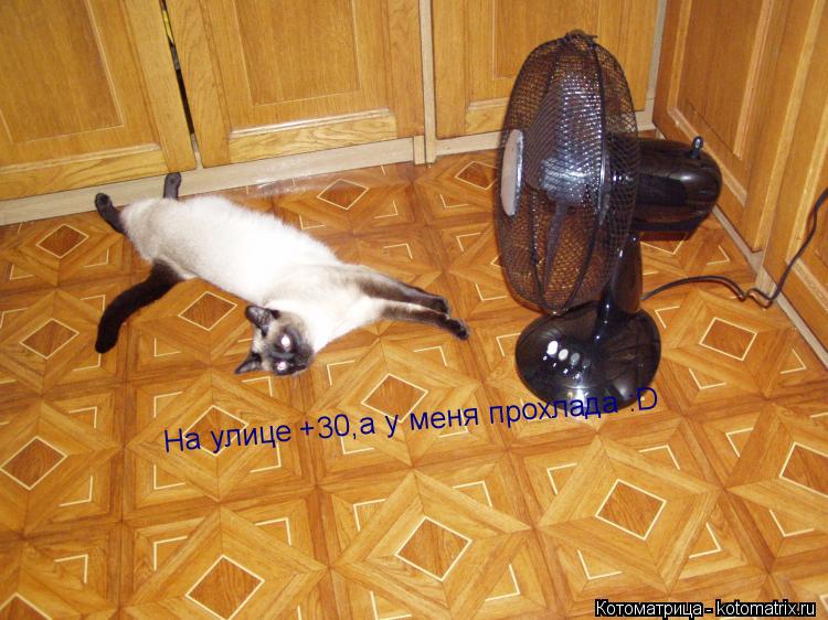 На улице +30 На улице +30,а у меня прохлада :D... Котоматрица: На улице +30 На улице +30,а у меня прохлада :D