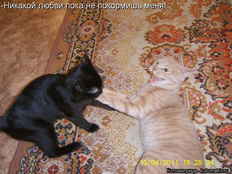 -Никакой любви,пока не покормишь меня!... Котоматрица: -Никакой любви,пока не покормишь меня!