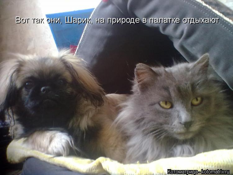 Вот так они, Шарик, на природе в палатке отдыхают... Котоматрица: Вот так они, Шарик, на природе в палатке отдыхают