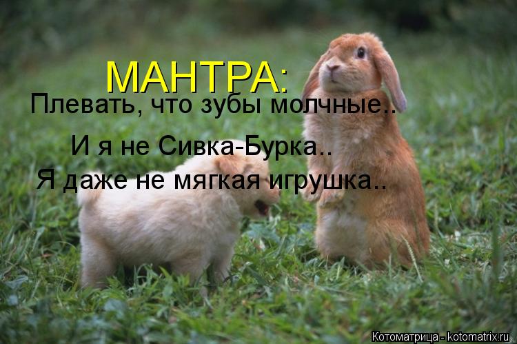 Плевать, что зубы молчные.. И я не Сивка-Бурка.. Я даже не мягкая игрушка.. МАНТРА:... Котоматрица: Плевать, что зубы молчные.. И я не Сивка-Бурка.. Я даже не мягкая игрушка.. МАНТРА: