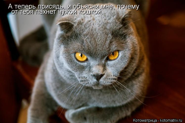 А теперь присядь, и объясни мне, почему от тебя пахнет чужой кошкой.... Котоматрица: А теперь присядь, и объясни мне, почему от тебя пахнет чужой кошкой.
