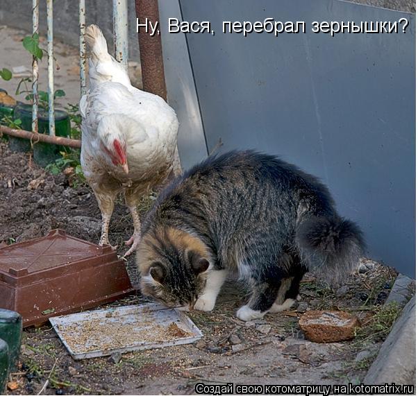 Ну, Вася, перебрал зернышки?... Котоматрица: Ну, Вася, перебрал зернышки?