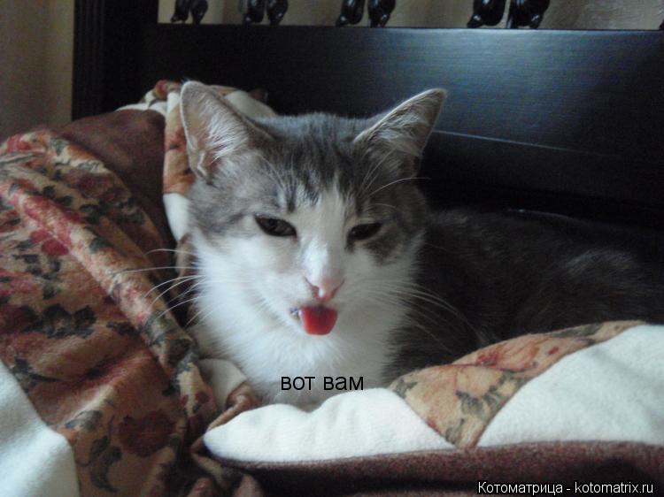 вот вам... Котоматрица: вот вам