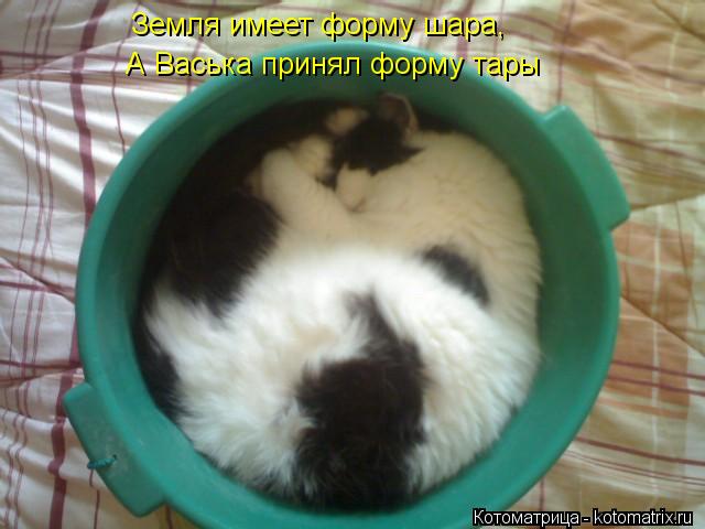 Земля имеет форму шара, А Васька принял форму тары... Котоматрица: Земля имеет форму шара, А Васька принял форму тары