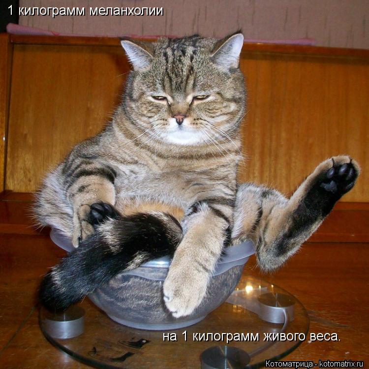 1 килограмм меланхолии на 1 килограмм живого веса.... Котоматрица: 1 килограмм меланхолии на 1 килограмм живого веса.