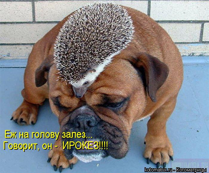 Еж на голову залез... Говорит, он - ИРОКЕЗ!!!!... Котоматрица: Еж на голову залез... Говорит, он - ИРОКЕЗ!!!!