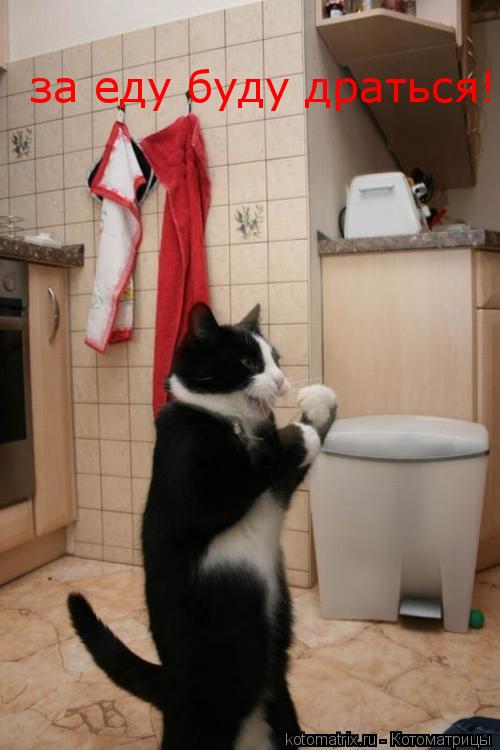 за еду буду драться!... Котоматрица: за еду буду драться!