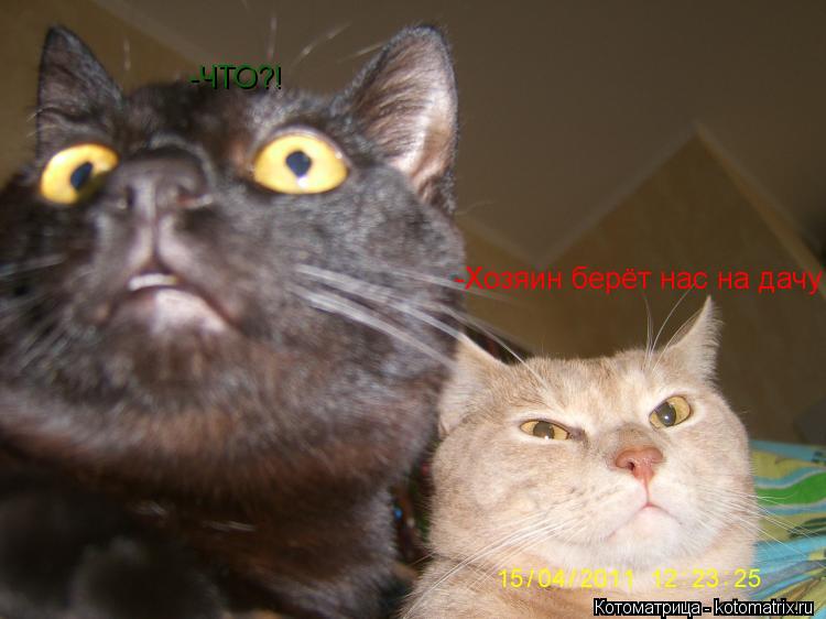 -Хозяин берёт нас на дачу -ЧТО?!... Котоматрица: -Хозяин берёт нас на дачу -ЧТО?!