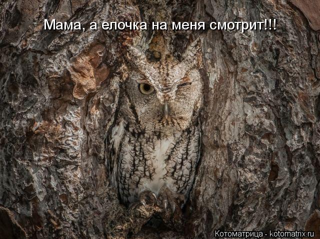 Мама, а елочка на меня смотрит!!!... Котоматрица: Мама, а елочка на меня смотрит!!!