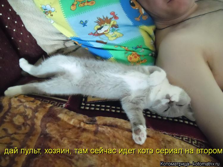 дай пульт, хозяин, там сейчас идет котэ сериал на втором... Котоматрица: дай пульт, хозяин, там сейчас идет котэ сериал на втором