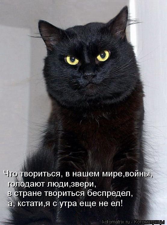 Что твориться, в нашем мире,войны, голодают люди,звери, в стране твориться беспредел, а, кстати,я с у... Котоматрица: Что твориться, в нашем мире,войны, голодают люди,звери, в стране твориться беспредел, а, кстати,я с утра еще не ел!