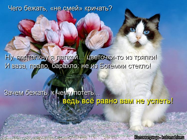 Чего бежать, «не смей» кричать? Ну, подтолкну я лапкой… цветочки-то из тряпки! И ваза, право, барахло... Котоматрица: Чего бежать, «не смей» кричать? Ну, подтолкну я лапкой… цветочки-то из тряпки! И ваза, право, барахло: не из Богемии стекло! Зачем бежать, к че