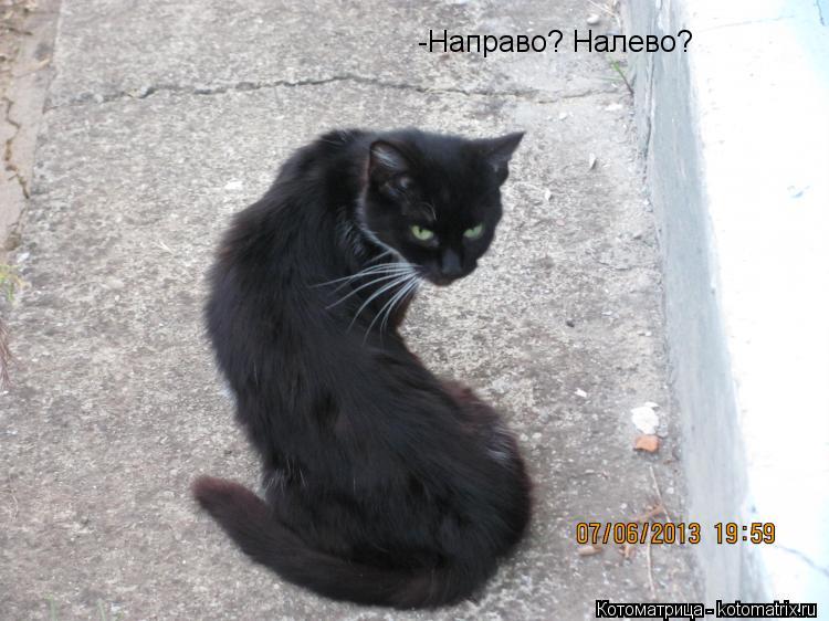 -Направо? Налево?... Котоматрица: -Направо? Налево?