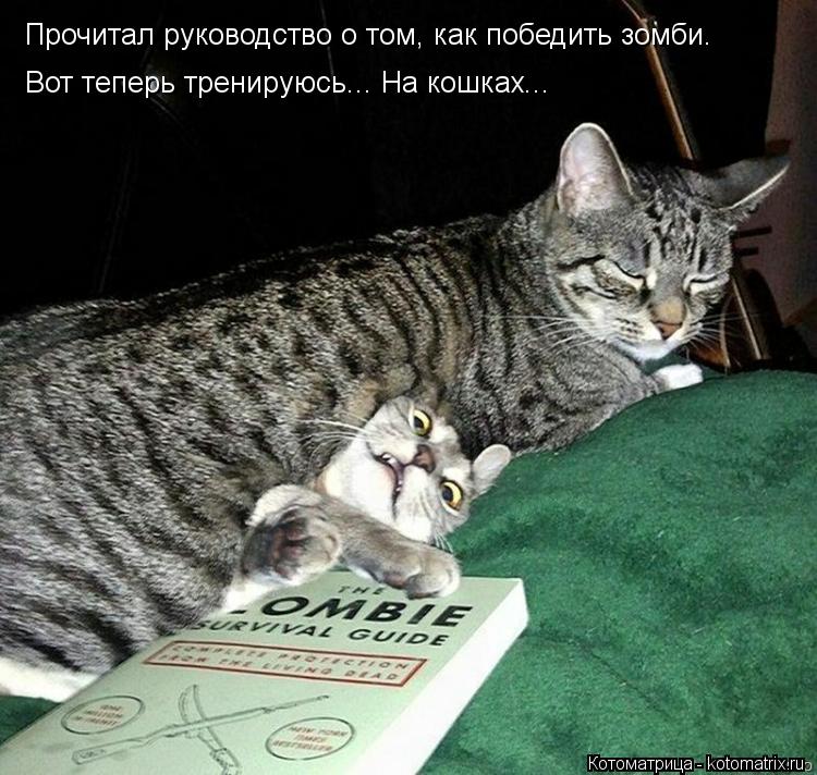 Прочитал руководство о том, как победить зомби. Вот теперь тренируюсь... На кошках...... Котоматрица: Прочитал руководство о том, как победить зомби. Вот теперь тренируюсь... На кошках...