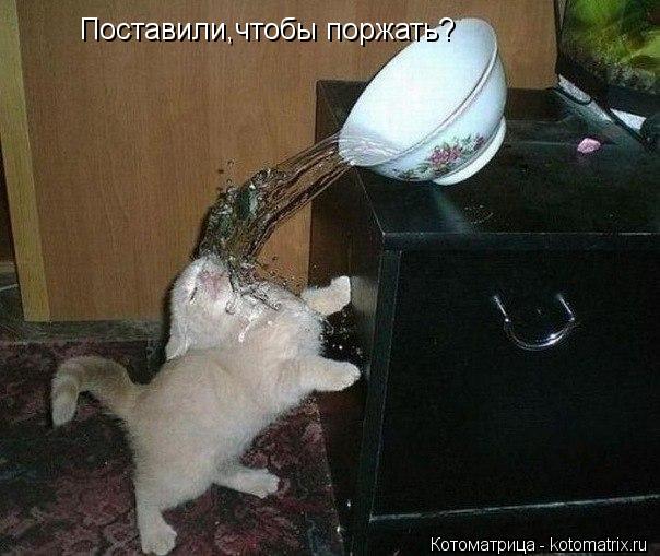 Поставили,чтобы поржать?... Котоматрица: Поставили,чтобы поржать?