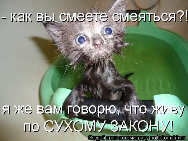 - как вы смеете смеяться?! я же вам говорю, что живу по СУХОМУ ЗАКОНУ!... Котоматрица: - как вы смеете смеяться?! я же вам говорю, что живу по СУХОМУ ЗАКОНУ!