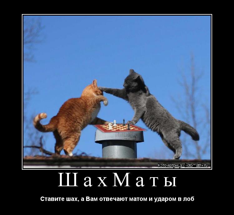 ШахМаты Ставите шах, а Вам отвечают матом и ударом в лоб... Котоматрица: ШахМаты Ставите шах, а Вам отвечают матом и ударом в лоб