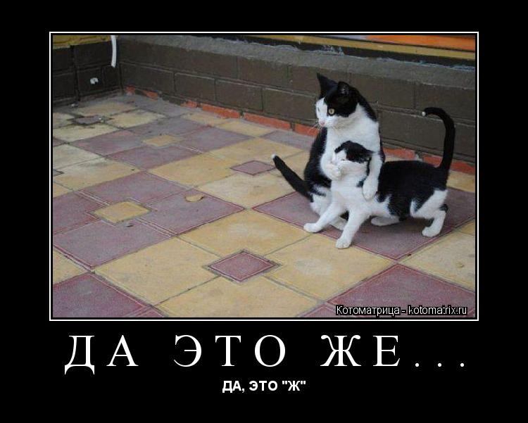 ДА ЭТО ЖЕ... ДА, ЭТО "Ж"... Котоматрица: ДА ЭТО ЖЕ... ДА, ЭТО "Ж"