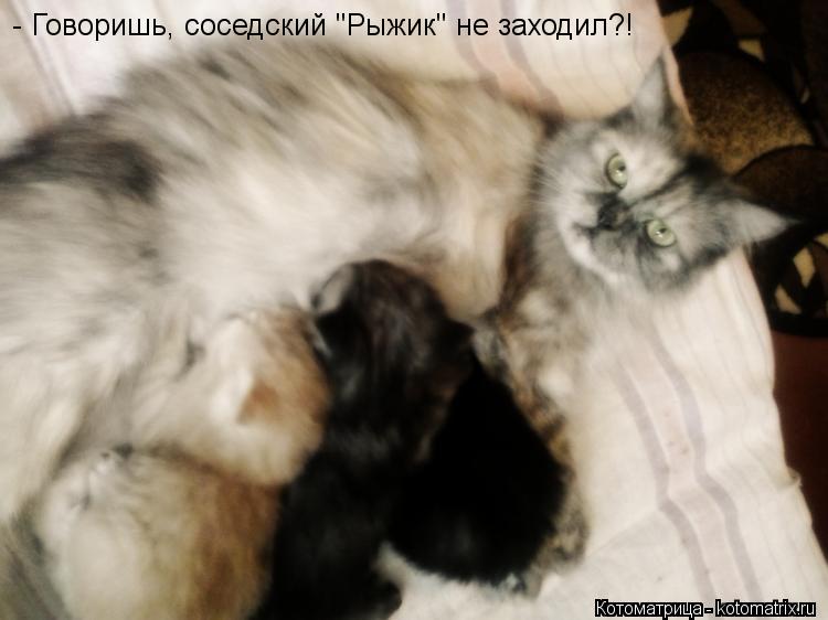 - Говоришь, соседский "Рыжик" не заходил?!... Котоматрица: - Говоришь, соседский "Рыжик" не заходил?!