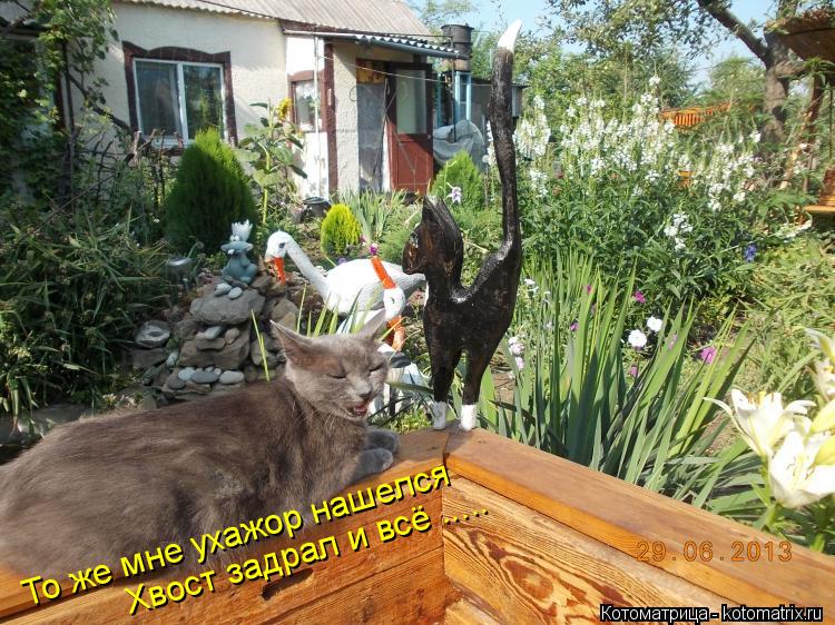 То же мне ухажор нашелся Хвост задрал и всё ........ Котоматрица: То же мне ухажор нашелся Хвост задрал и всё .....