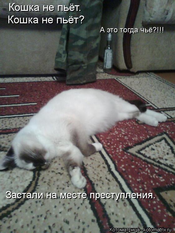 Кошка не пьёт. Кошка не пьёт? А это тогда чьё?!!! Застали на месте преступления.... Котоматрица: Кошка не пьёт. Кошка не пьёт? А это тогда чьё?!!! Застали на месте преступления.