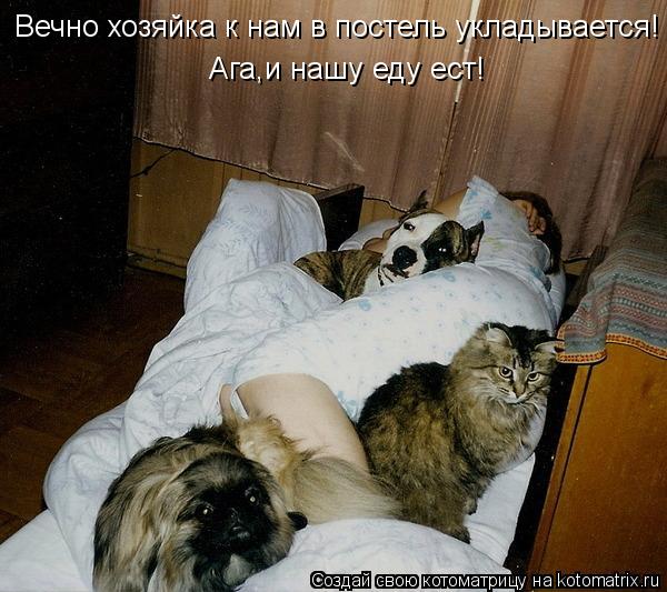 Вечно хозяйка к нам в постель укладывается! Ага,и нашу еду ест!... Котоматрица: Вечно хозяйка к нам в постель укладывается! Ага,и нашу еду ест!