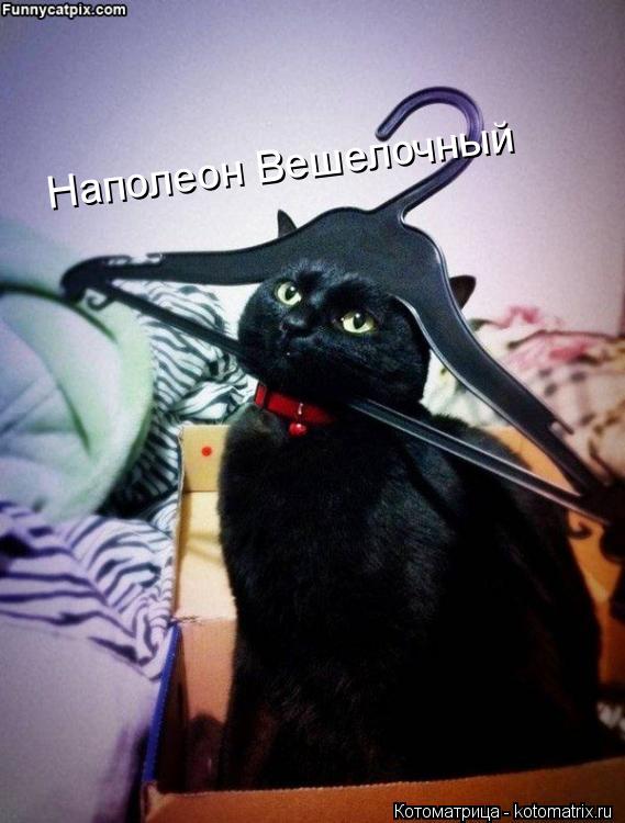 Наполеон Вешелочный... Котоматрица: Наполеон Вешелочный