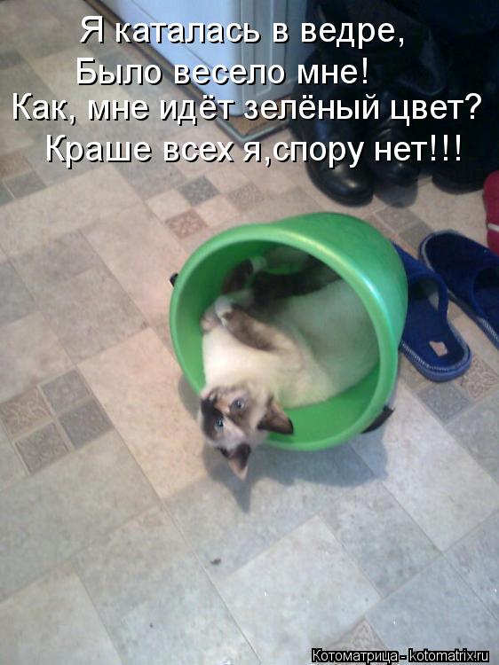 Я каталась в ведре, Было весело мне! Как, мне идёт зелёный цвет? Краше всех я,спору нет!!!... Котоматрица: Я каталась в ведре, Было весело мне! Как, мне идёт зелёный цвет? Краше всех я,спору нет!!!
