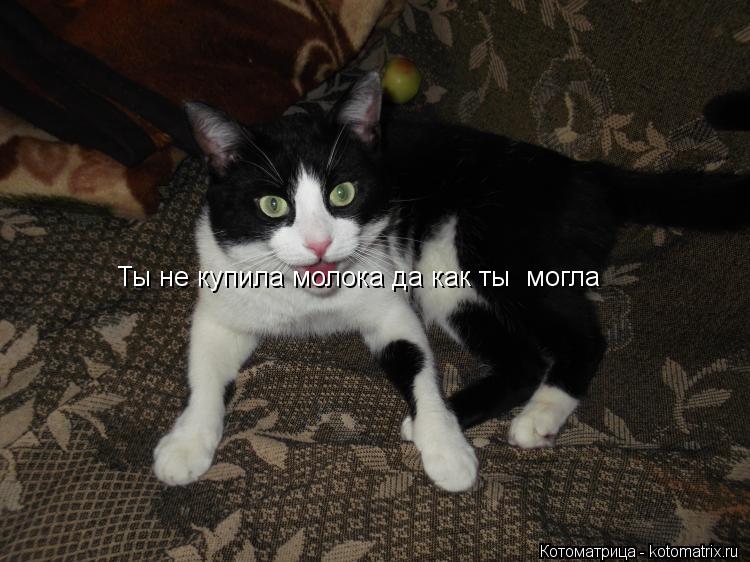 Ты не купила молока да как ты могла... Котоматрица: Ты не купила молока да как ты могла