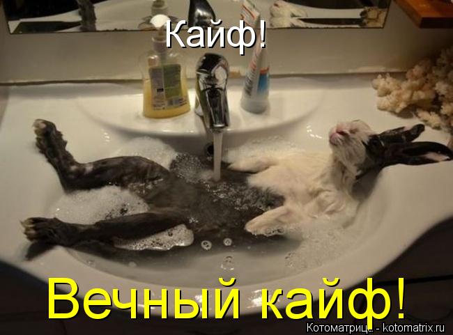 Кайф! Вечный кайф!... Котоматрица: Кайф! Вечный кайф!