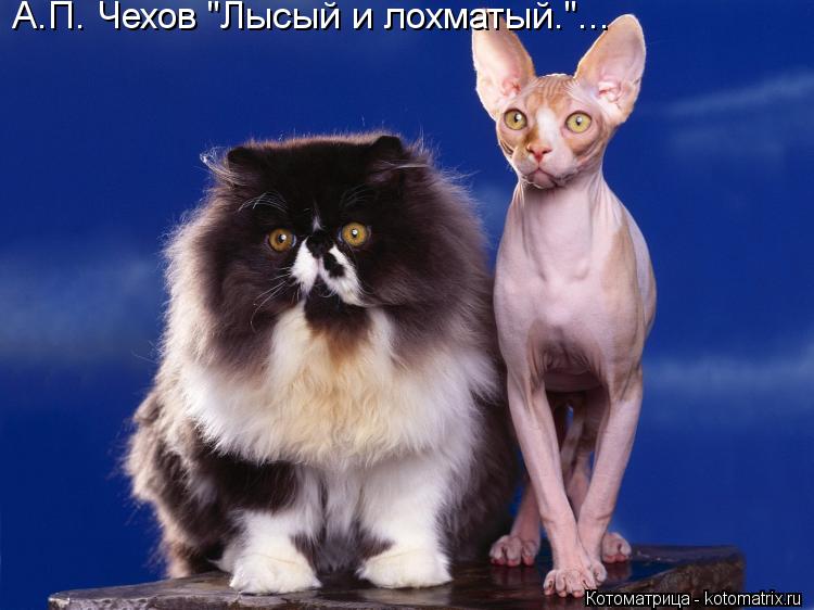 А.П. Чехов "Лысый и лохматый."...... Котоматрица: А.П. Чехов "Лысый и лохматый."...