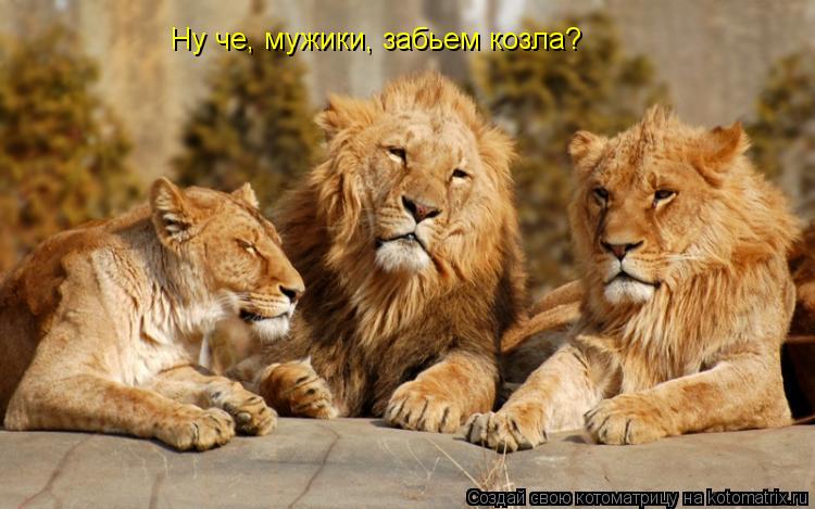 Ну че, мужики, забьем козла?... Котоматрица: Ну че, мужики, забьем козла?