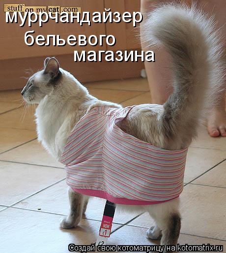 муррчандайзер магазина бельевого... Котоматрица: муррчандайзер магазина бельевого