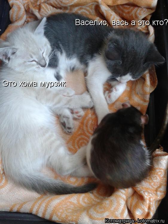 Васелис, вась а это кто? Это хома мурзик... Котоматрица: Васелис, вась а это кто? Это хома мурзик