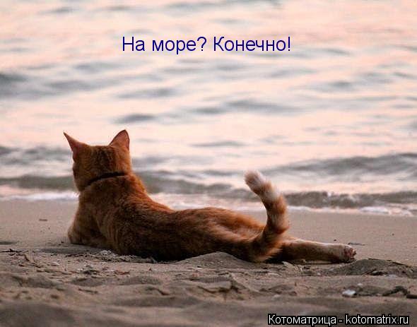 На море? Конечно!... Котоматрица: На море? Конечно!