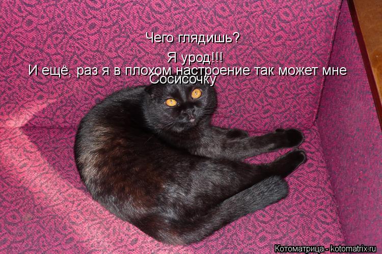 Чего глядишь? Я урод!!! И ещё, раз я в плохом настроение так может мне Сосисочку... Котоматрица: Чего глядишь? Я урод!!! И ещё, раз я в плохом настроение так может мне Сосисочку