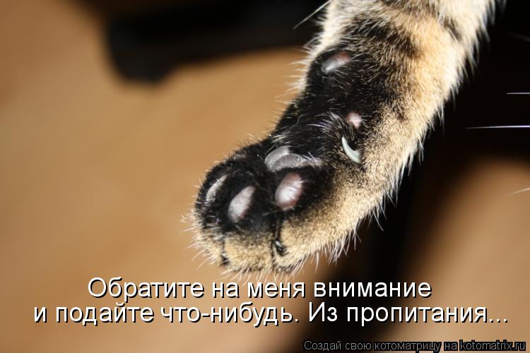 Обратите на меня внимание и подайте что-нибудь. Из пропитания...... Котоматрица: Обратите на меня внимание и подайте что-нибудь. Из пропитания...