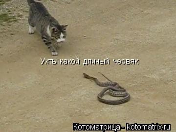 Ухты какой длиный червяк... Котоматрица: Ухты какой длиный червяк