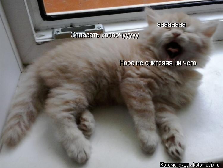 аааааааа Спаааать хоооочууууу Нооо не снитсяяя ни чего... Котоматрица: аааааааа Спаааать хоооочууууу Нооо не снитсяяя ни чего